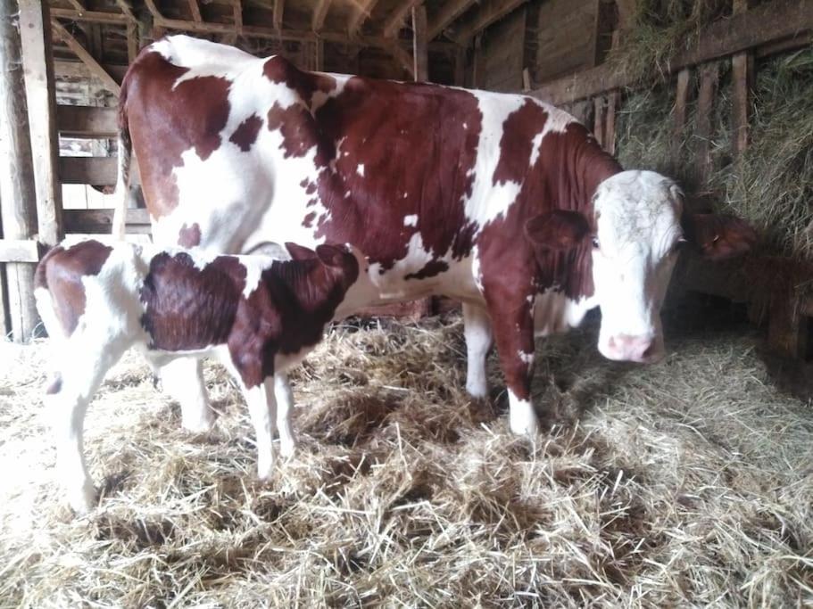 Gite A La Ferme, Avec Animaux, Fromages Et Nature Neuville-les-Decize Bagian luar foto