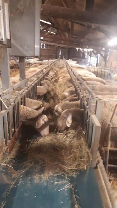 Gite A La Ferme, Avec Animaux, Fromages Et Nature Neuville-les-Decize Bagian luar foto