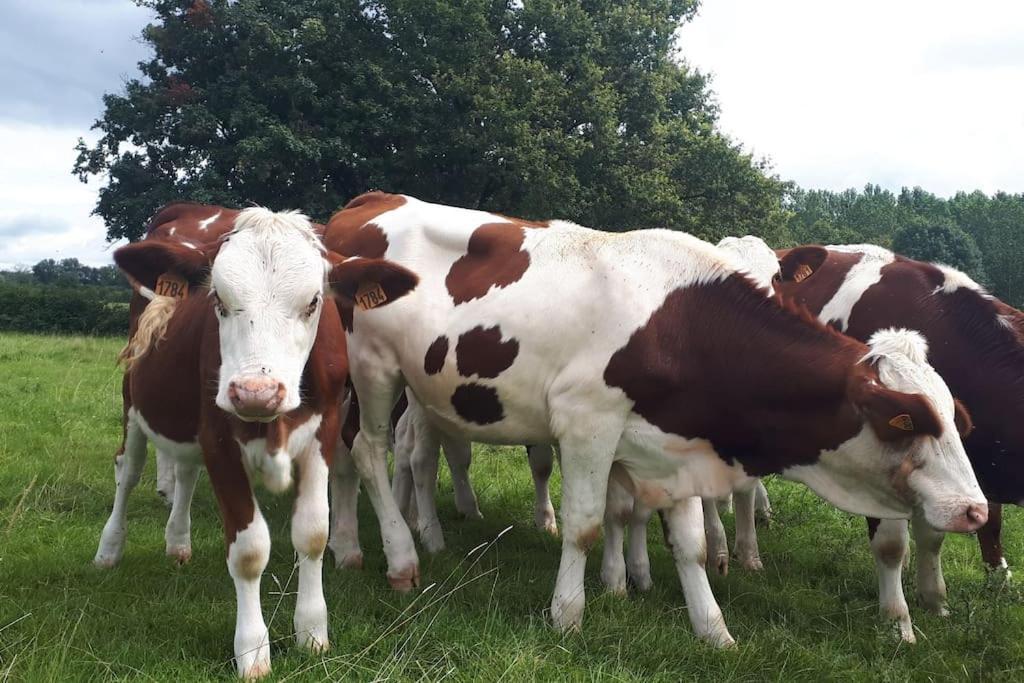 Gite A La Ferme, Avec Animaux, Fromages Et Nature Neuville-les-Decize Bagian luar foto