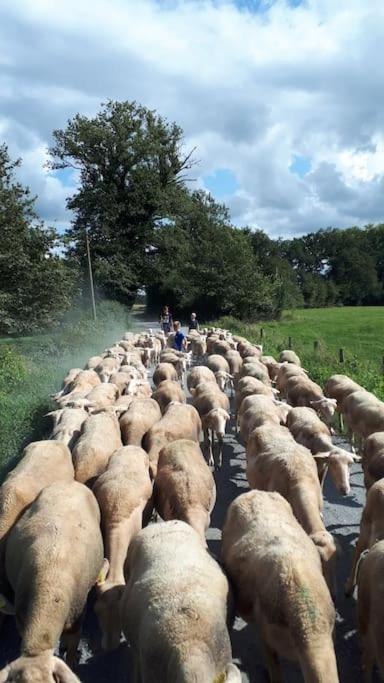 Gite A La Ferme, Avec Animaux, Fromages Et Nature Neuville-les-Decize Bagian luar foto