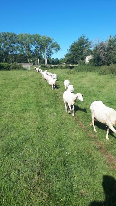 Gite A La Ferme, Avec Animaux, Fromages Et Nature Neuville-les-Decize Bagian luar foto
