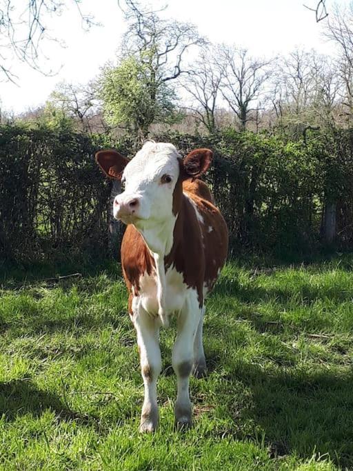 Gite A La Ferme, Avec Animaux, Fromages Et Nature Neuville-les-Decize Bagian luar foto